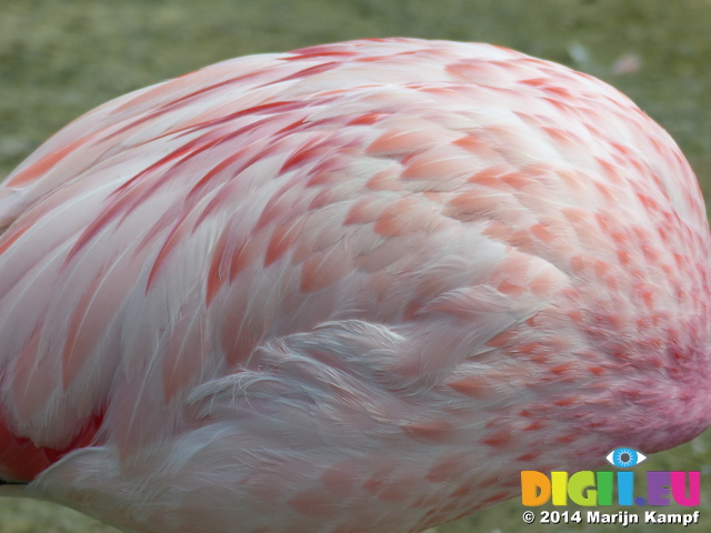 FZ006379 Feathers Andean flamingo (Phoenicopterus andinus)